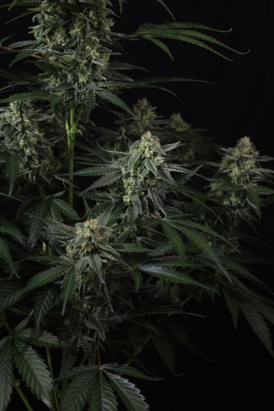 Instagram Banana Frost Auto