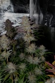 Instagram Gorilla Cookies FF