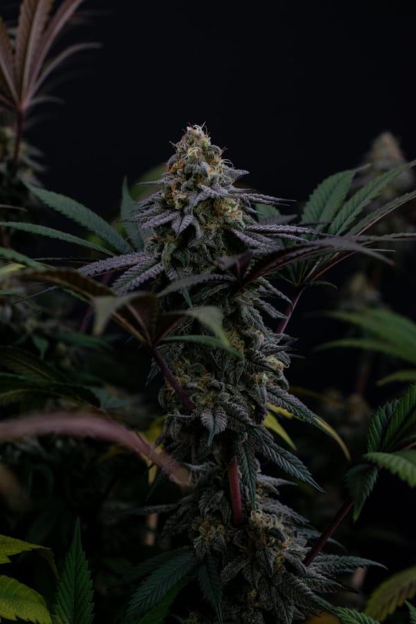 Instagram Lemon Cherry Runtz