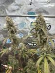 Instagram GMO Auto™