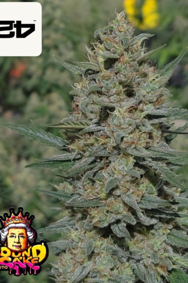 Instagram Pound Cake Auto