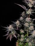 Instagram Guava Sundae Auto™