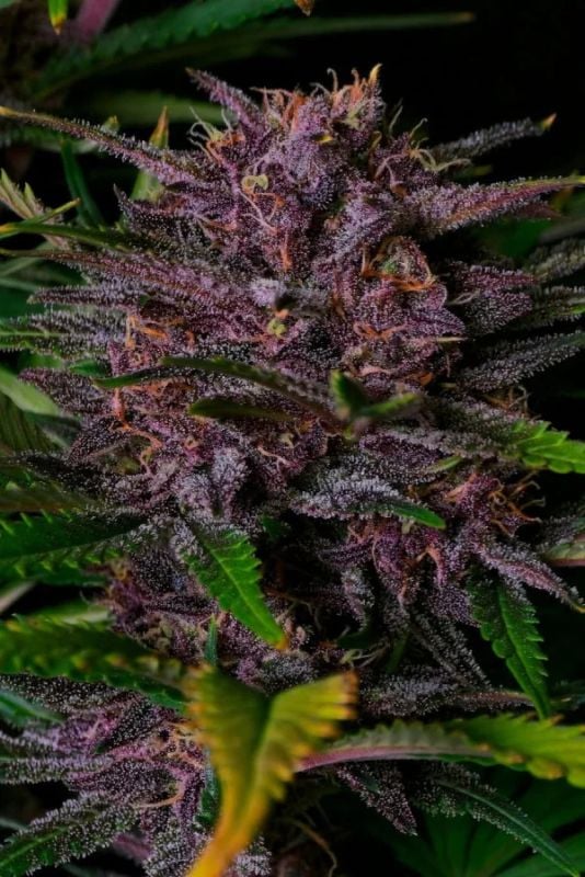Instagram Purple Trial Pack