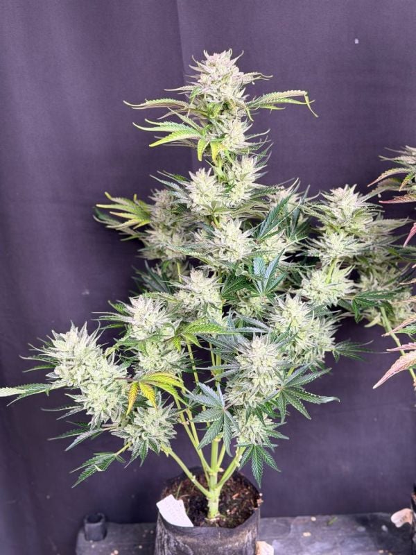 Instagram AK Auto