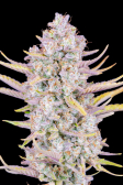 Instagram Purple Punch Auto