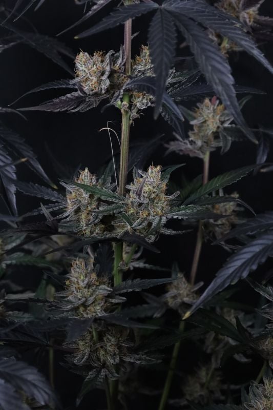 Instagram Guava Runtz Auto