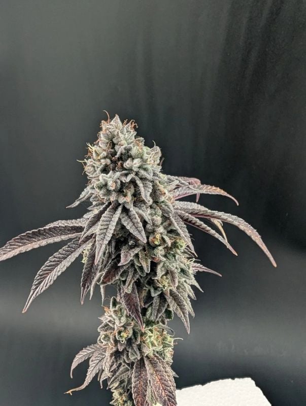Instagram Fem Terpbombs Trial Pack