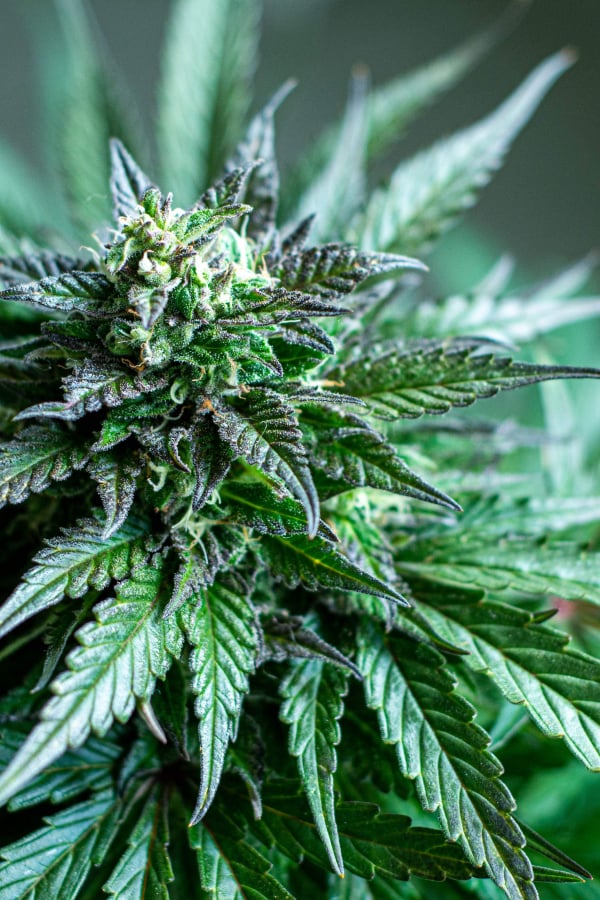Stardawg Auto Cannabis Seeds – Buy Star Dawg Weed Strain | Fast Buds