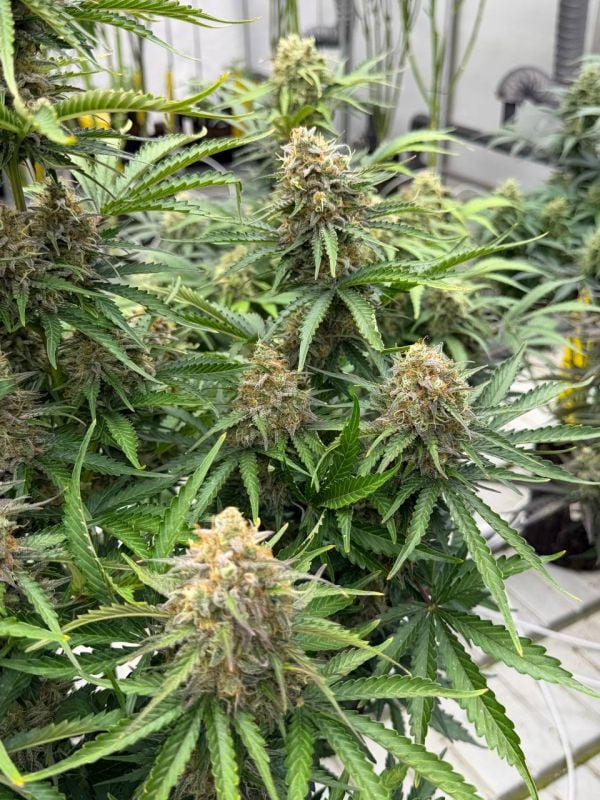 Instagram Moby Dick Auto