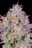 Instagram Strawberry Gorilla Auto