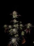 Instagram Mendo Frost Auto™