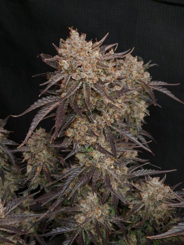 AUTO | Apricot Auto