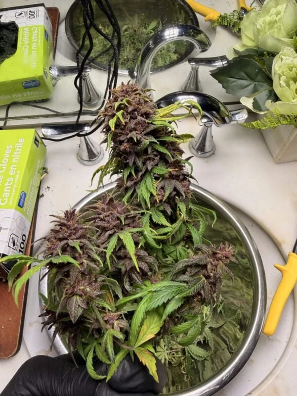 Instagram Purple Lemonade Auto RF3