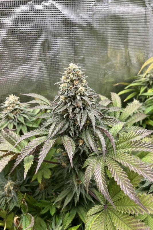 Instagram Fem High Yielder Trial Pack