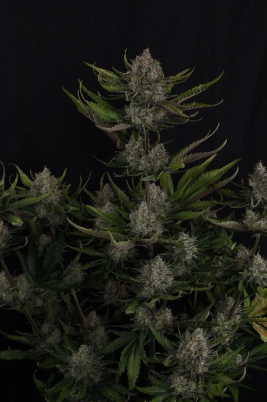 Instagram Mix Pack Auto RF3