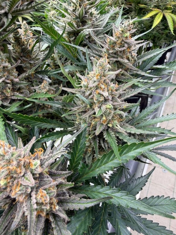 Instagram Big Bud Auto