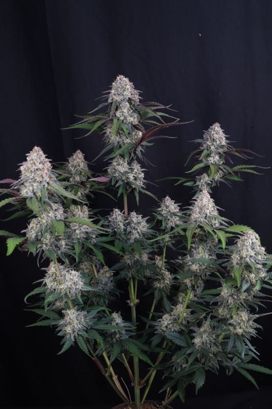 Instagram Lemon Cherry Sundae Auto