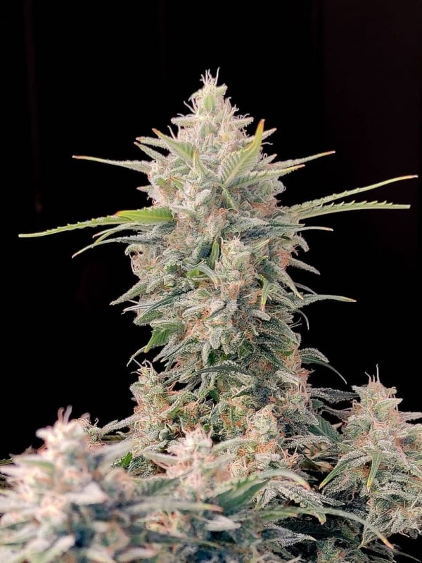 Fast Buds - Autoflower Cannabis Seeds Breeder