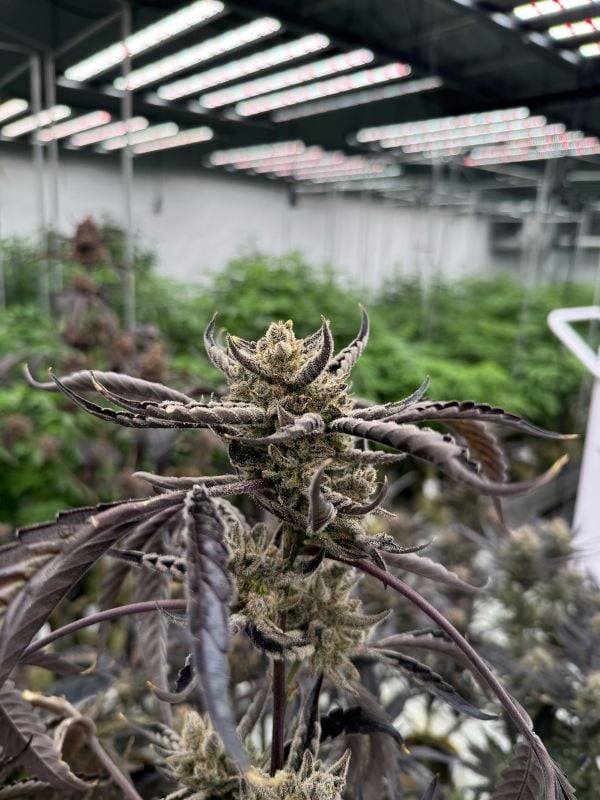 Instagram Guava Auto RF3