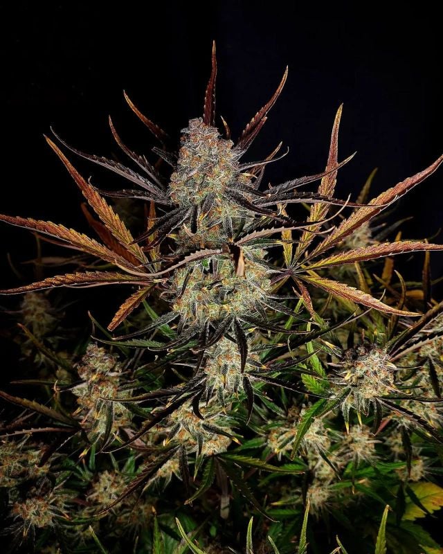 Instagram Terpbombs Trial Pack