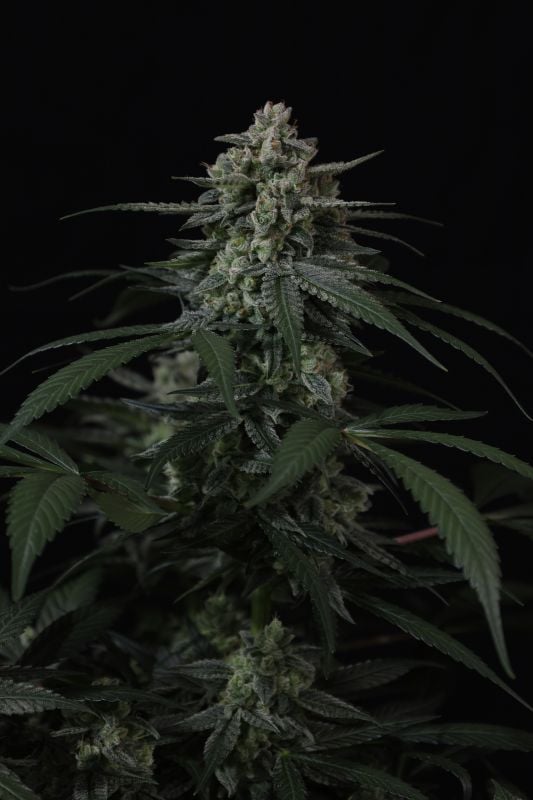 Instagram Banana Frost Auto