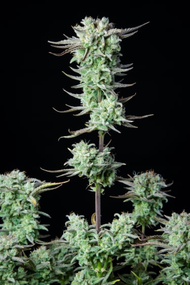 Instagram Strawberry Banana Auto