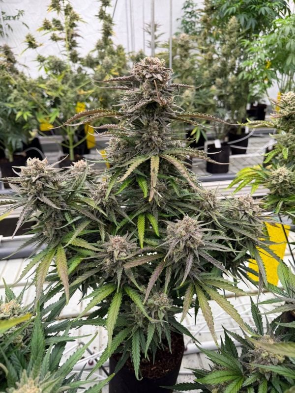 Instagram Blueberry Auto