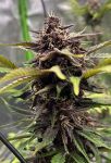 Instagram Lemon Cherry Cookies Auto