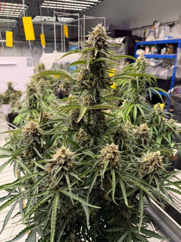 Instagram Northern Lights Auto