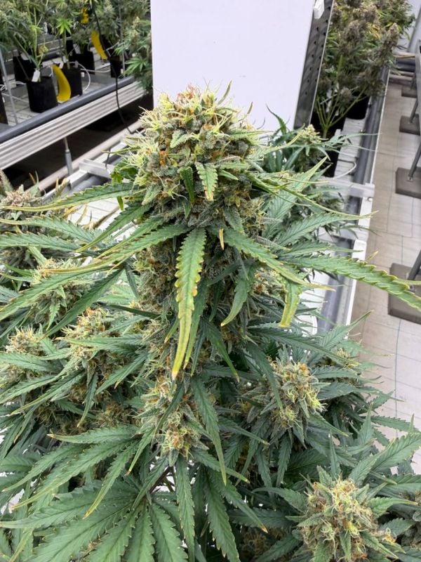 Instagram White Widow Auto