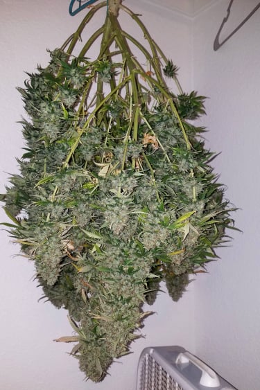 Instagram Stardawg Auto