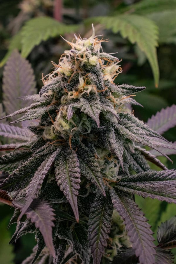 Instagram Lemon Cherry Runtz