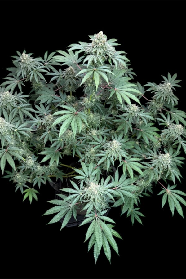 Instagram Lemon Cherry Runtz