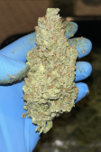 Instagram Gorilla Z Auto