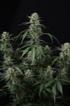 Instagram Banana Cherry Cookies Auto™