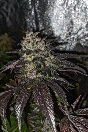Instagram Wedding Glue Auto