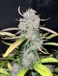Instagram Papaya Cookies Auto™