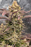Instagram Gorilla Z Auto