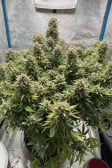 Instagram Amnesia Z Auto