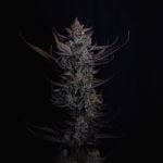 Instagram Mendo Guava Auto™