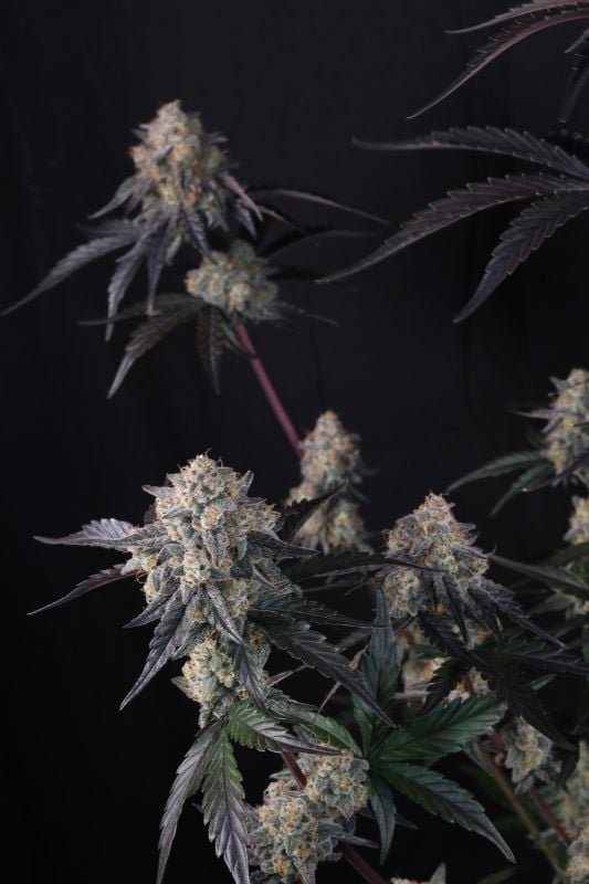 Instagram Lemon Cherry Sundae Auto