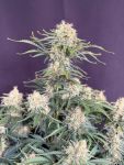 Instagram White Widow Auto