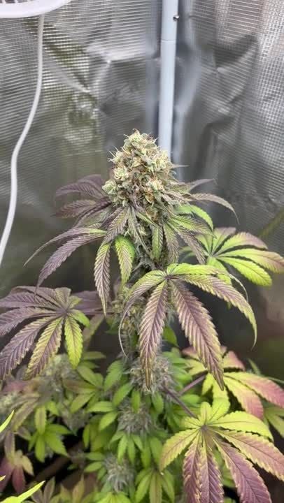 Papayton @ eldruida_lamota GD 