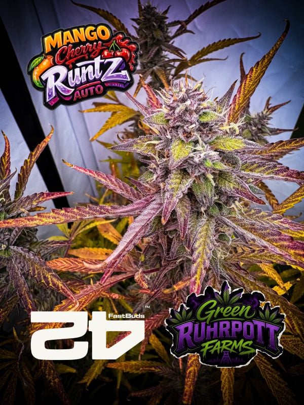 Instagram Mango Cherry Runtz Auto