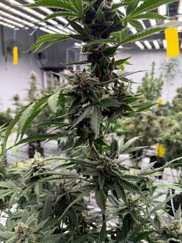 Instagram Sour Diesel Auto