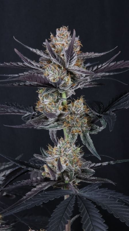 Instagram Guava Runtz Auto