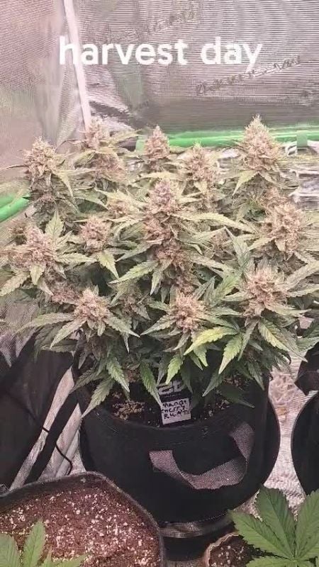 Mendo Frost Auto & Mango Cherry Runtz Auto @villageidiot0270 DIS 