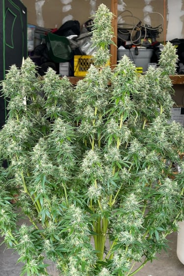 Instagram Lemon Pie Auto