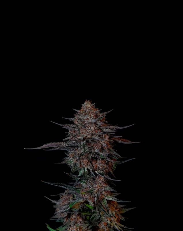 Instagram Guava Sundae Auto