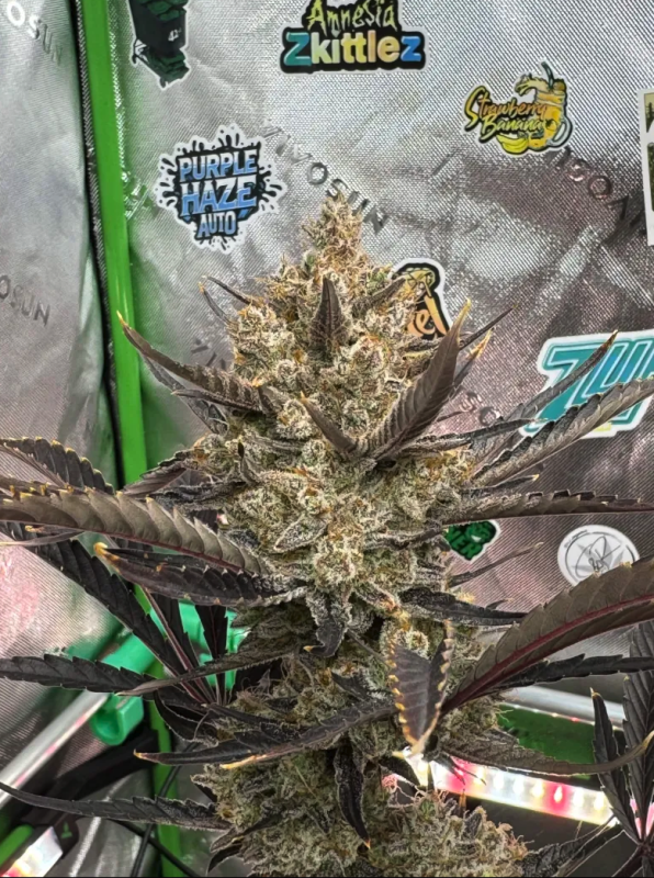 Instagram Guava Auto RF3